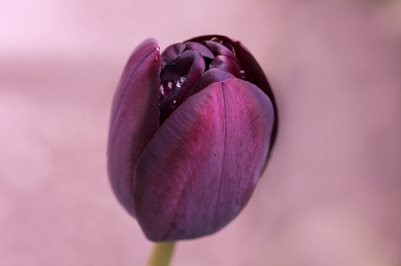 tulip purple blossom free photo