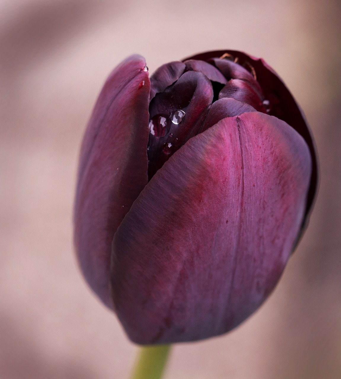 tulip flower schnittblume free photo