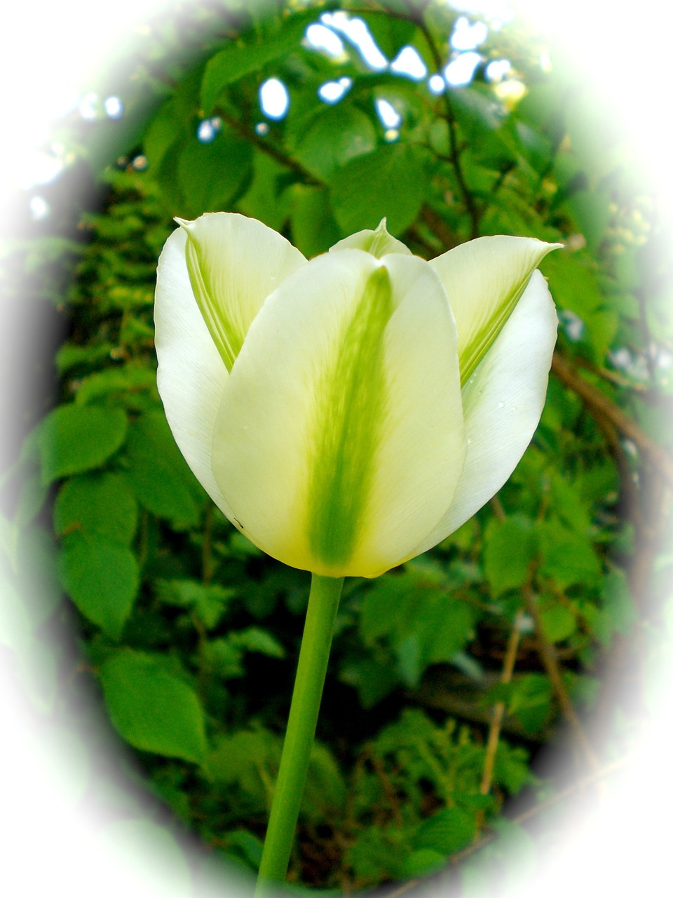 tulip white spring free photo