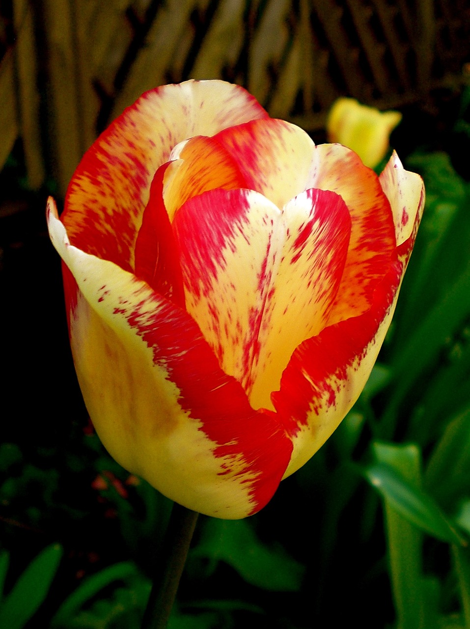 tulip yellow red free photo
