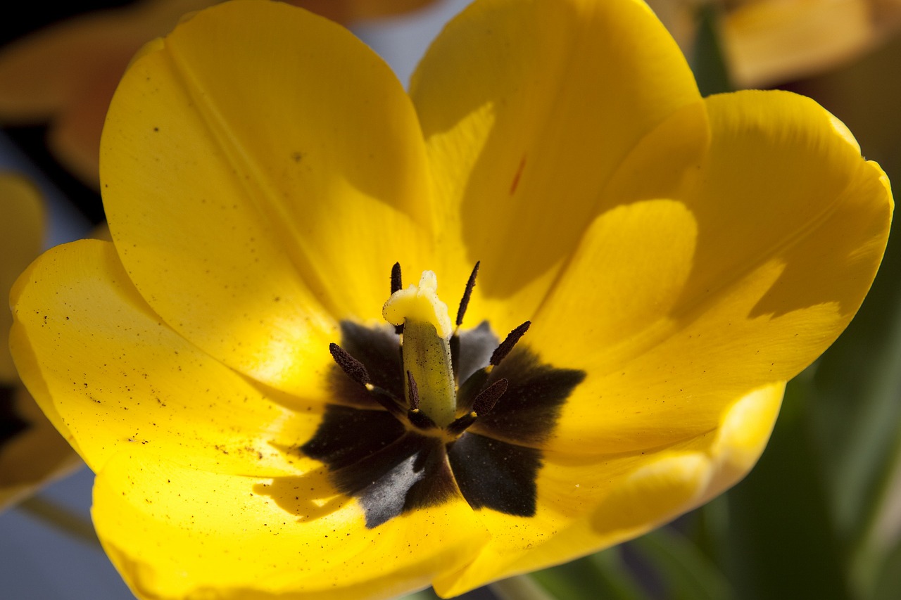 tulip lily nature free photo