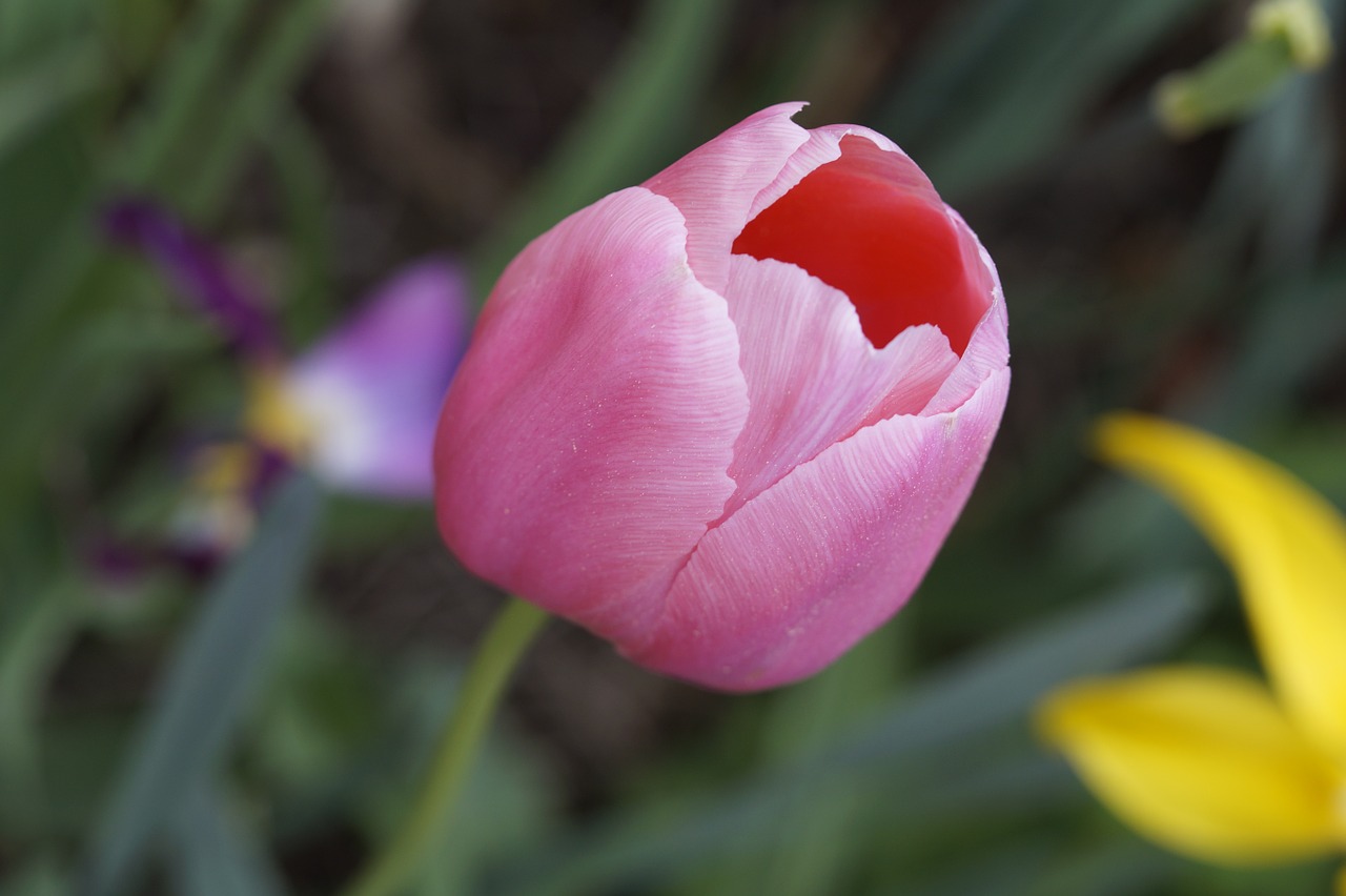 tulip pink schnittblume free photo