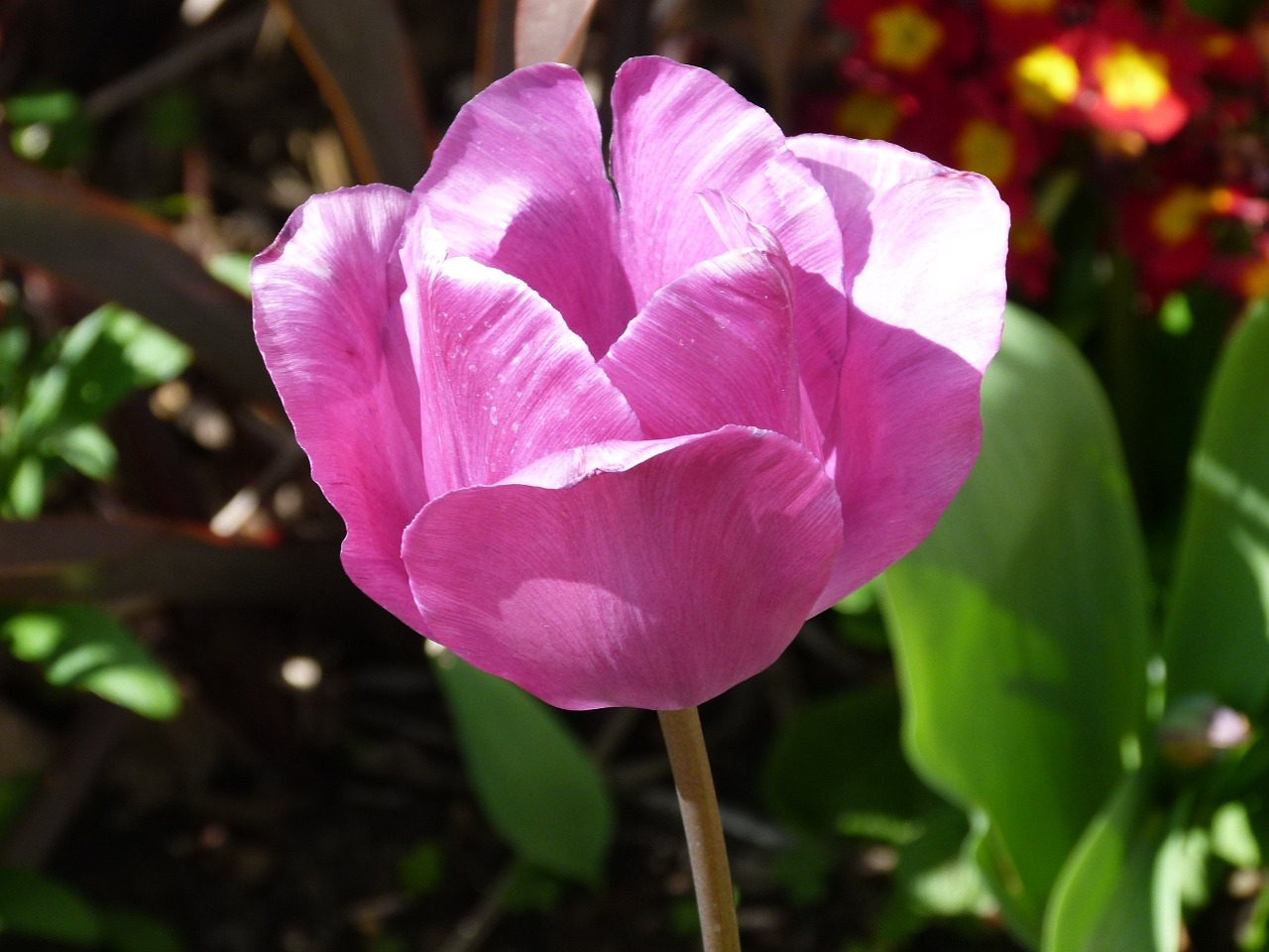 tulip close up single bloom free photo