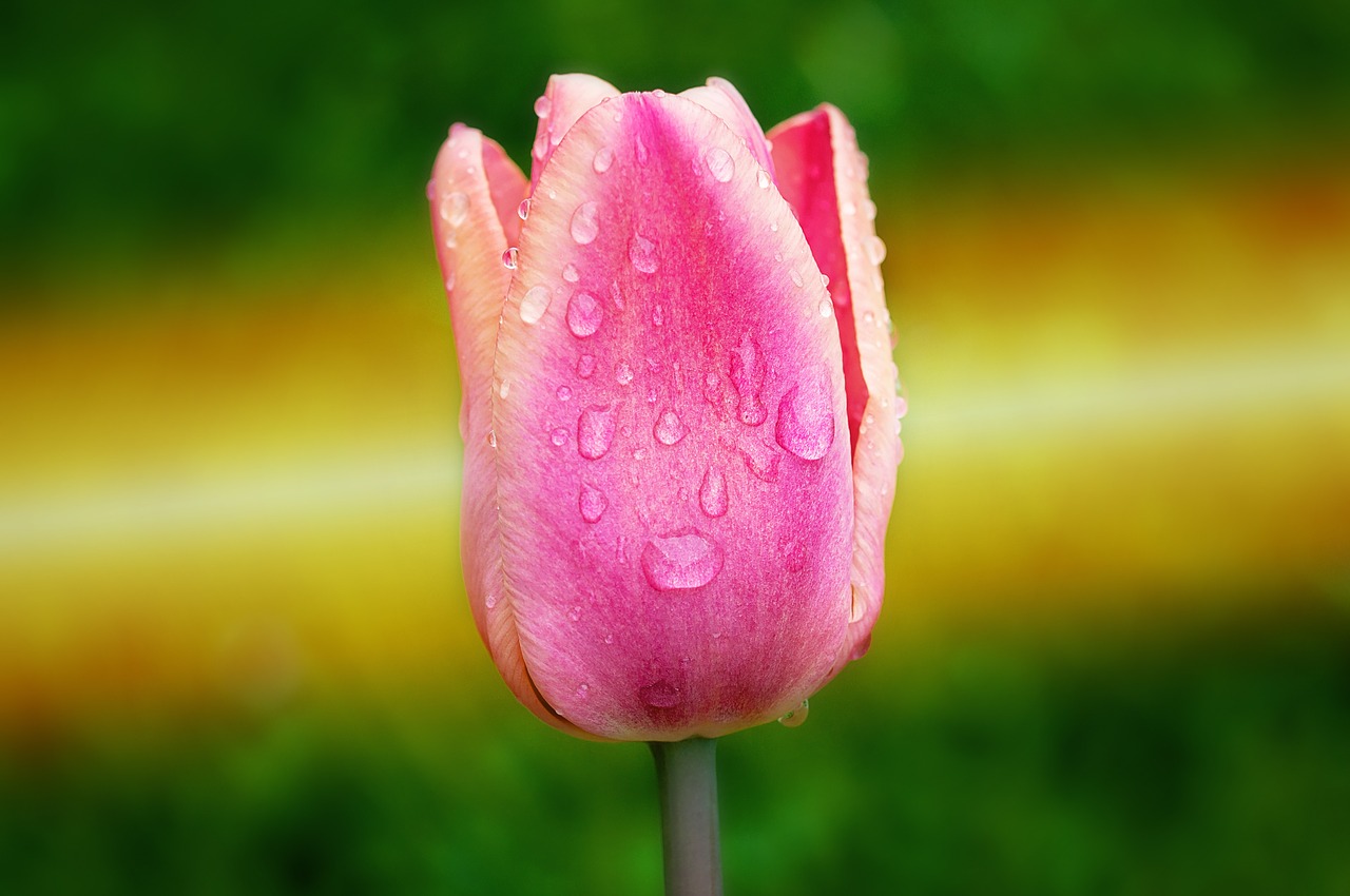tulip pink flower free photo