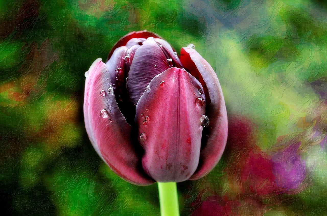 tulip flower blossom free photo