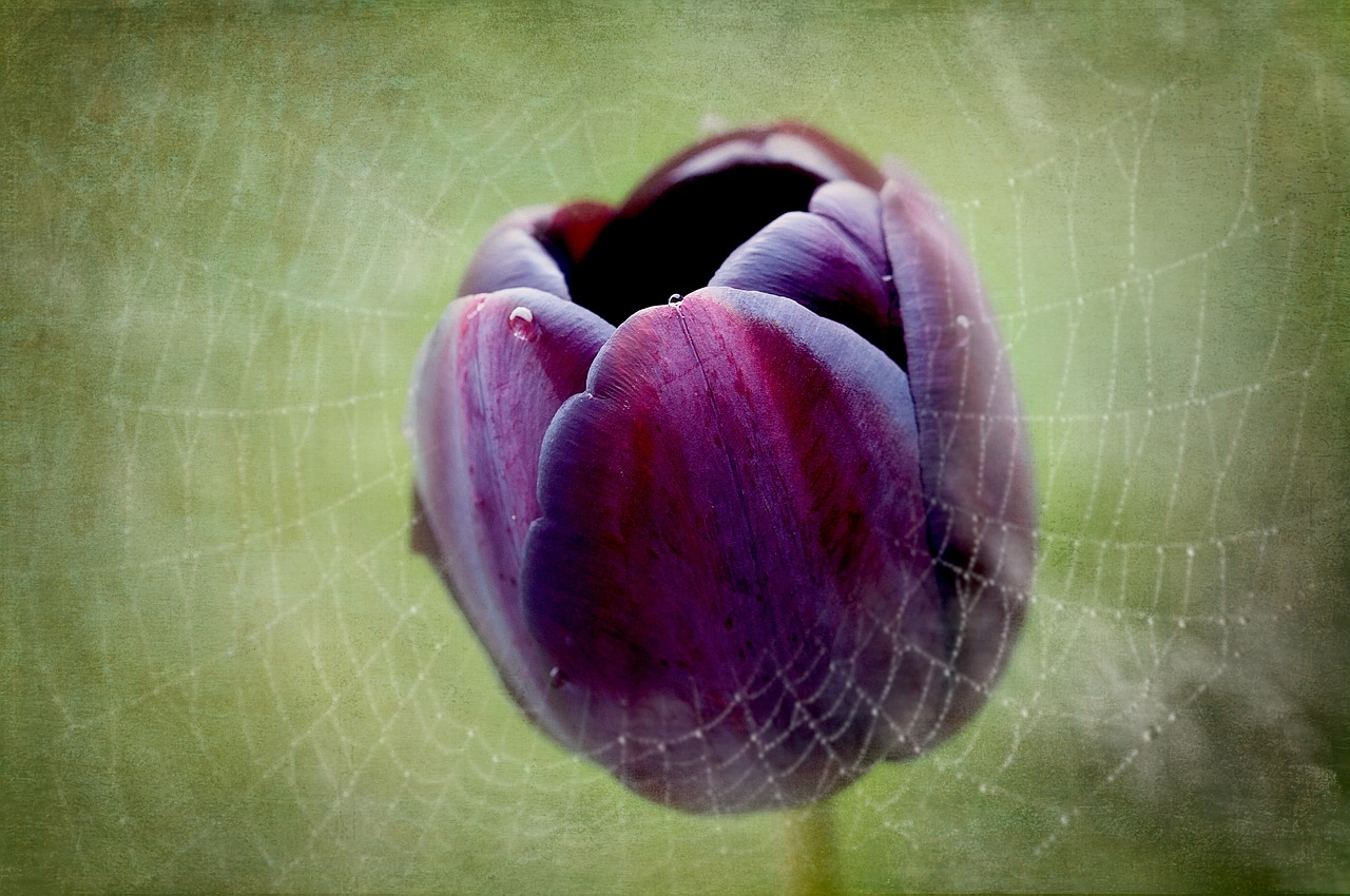 tulip flower purple free photo