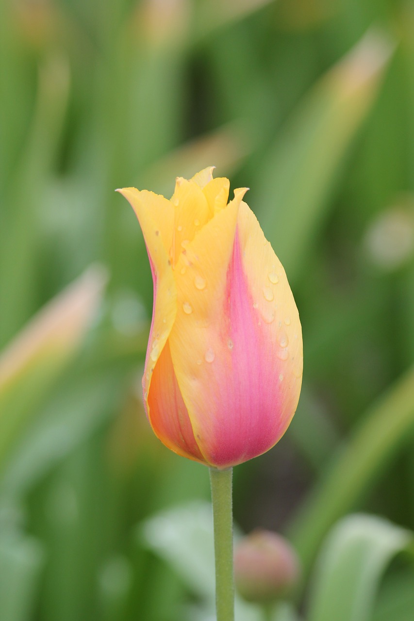 tulip drop yellow free photo