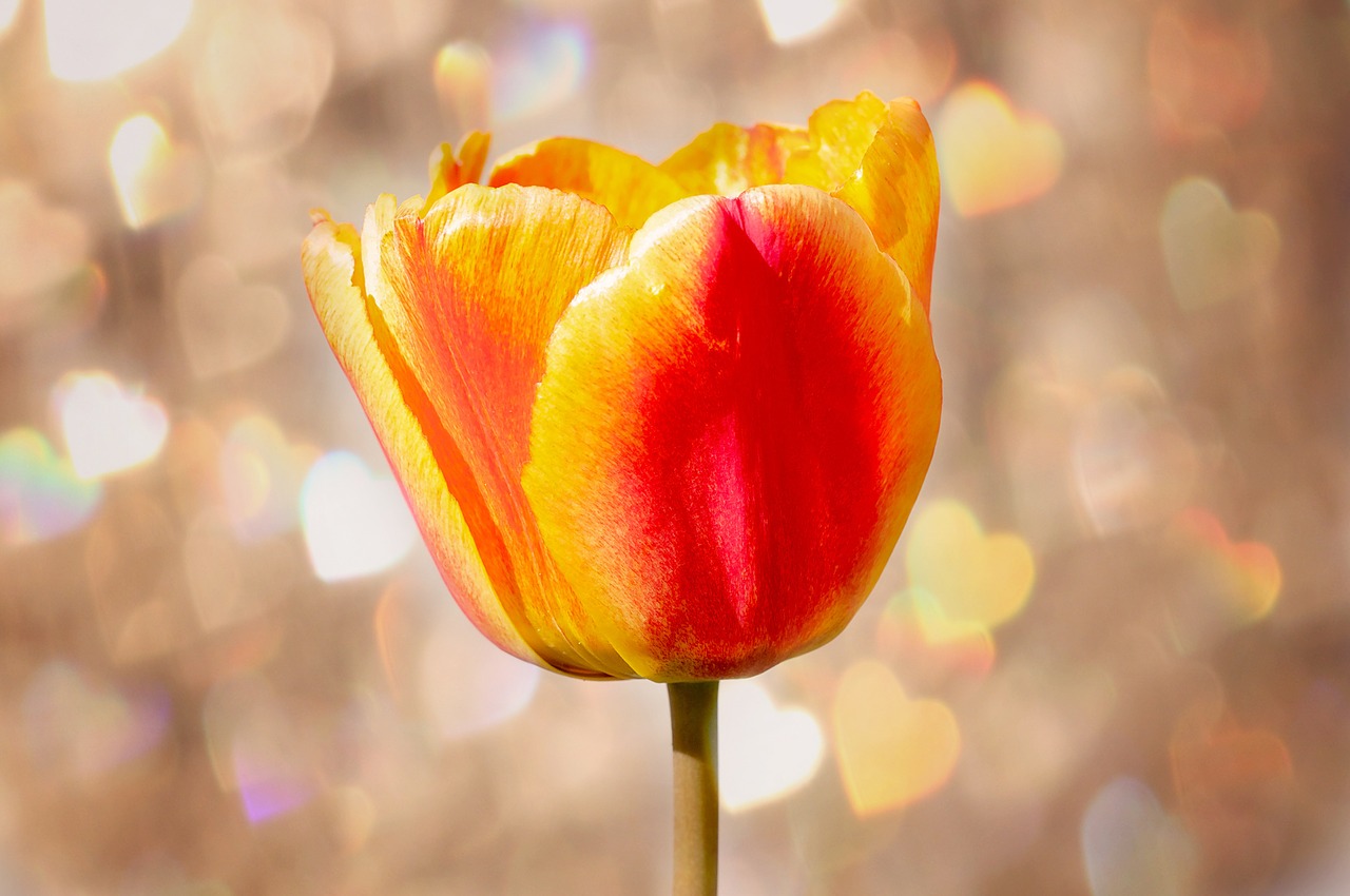 tulip flower blossom free photo