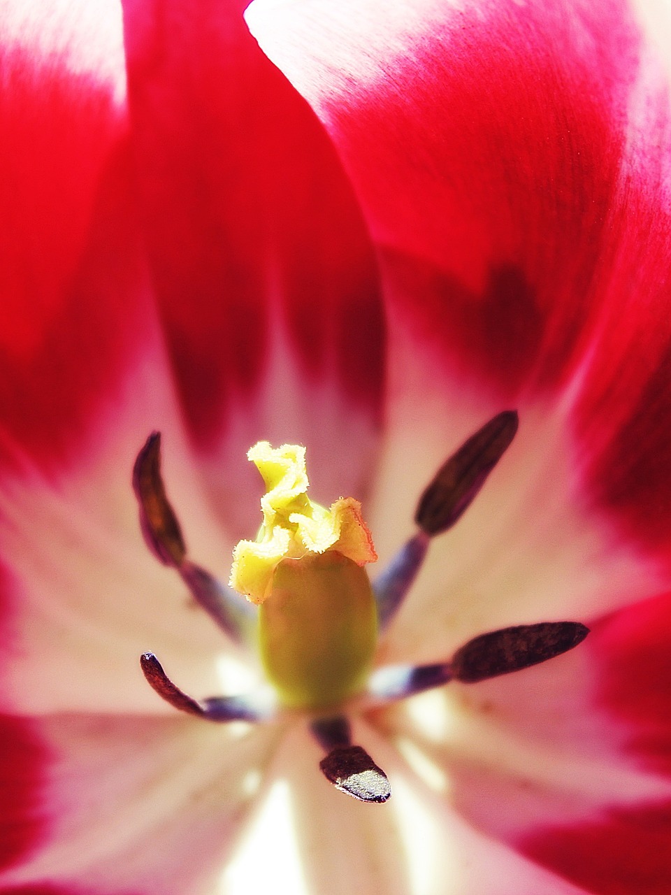 tulip shrub red free photo