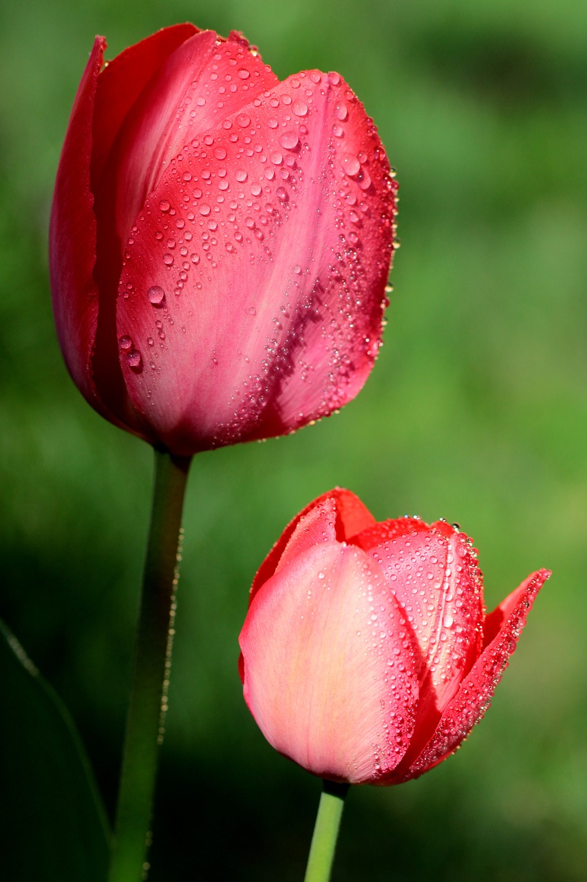 tulip flower light free photo