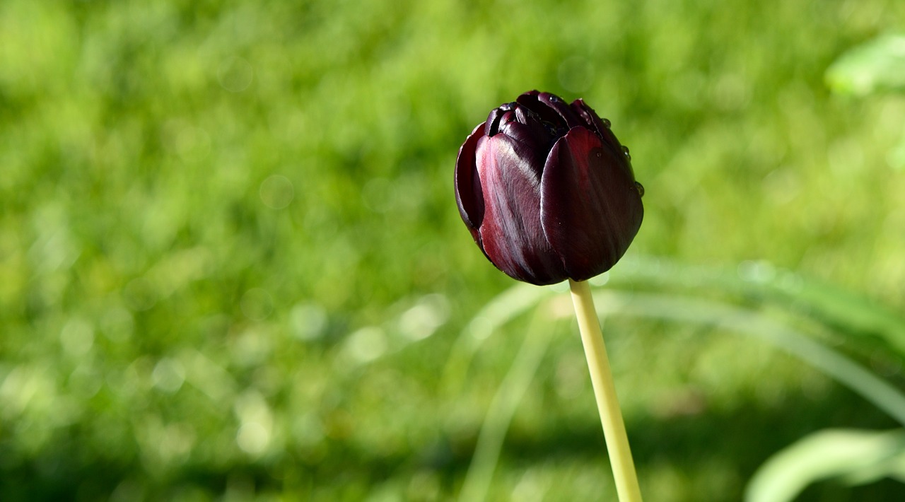 tulip purple blossom free photo