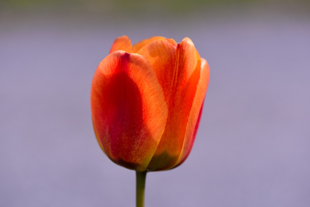 tulip schnittblume spring flower free photo