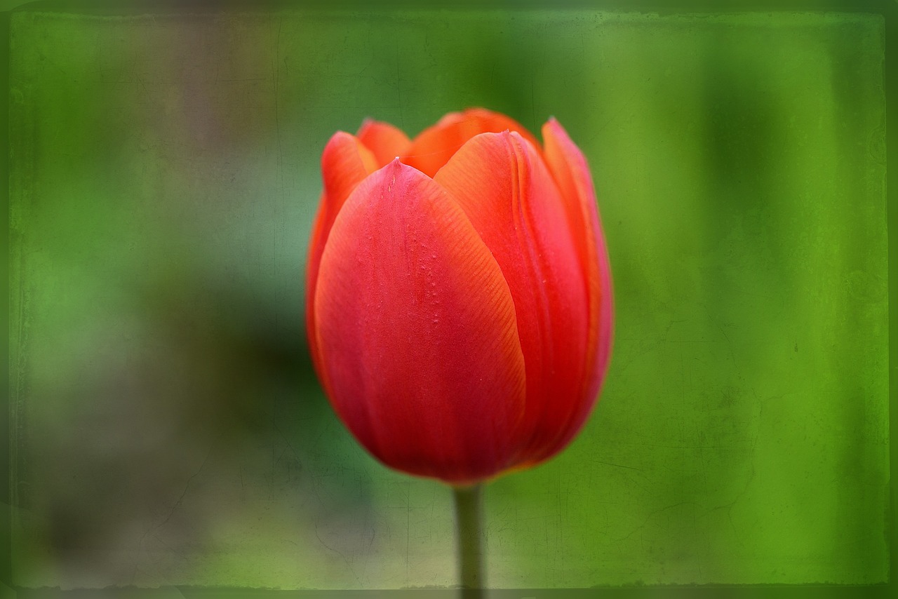 tulip flower red free photo