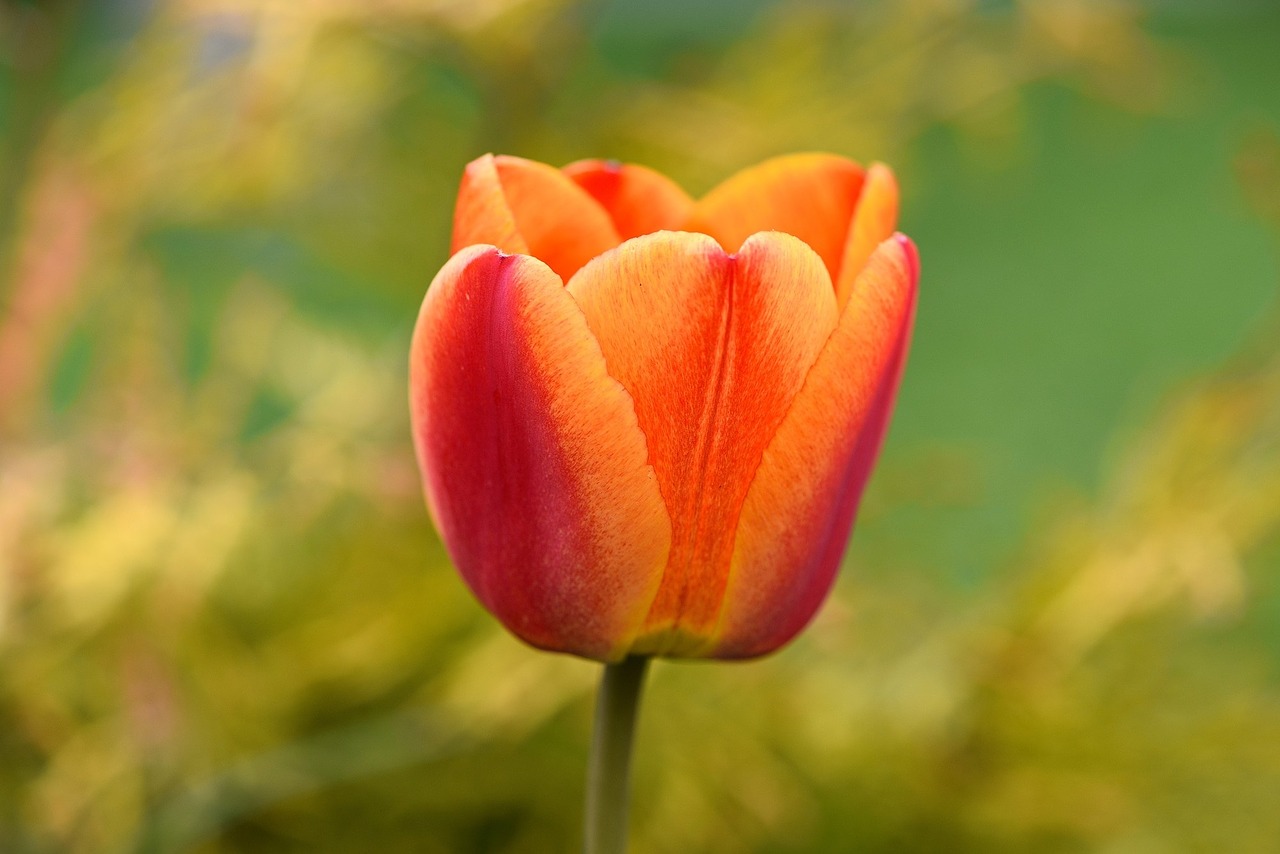 tulip flower blossom free photo