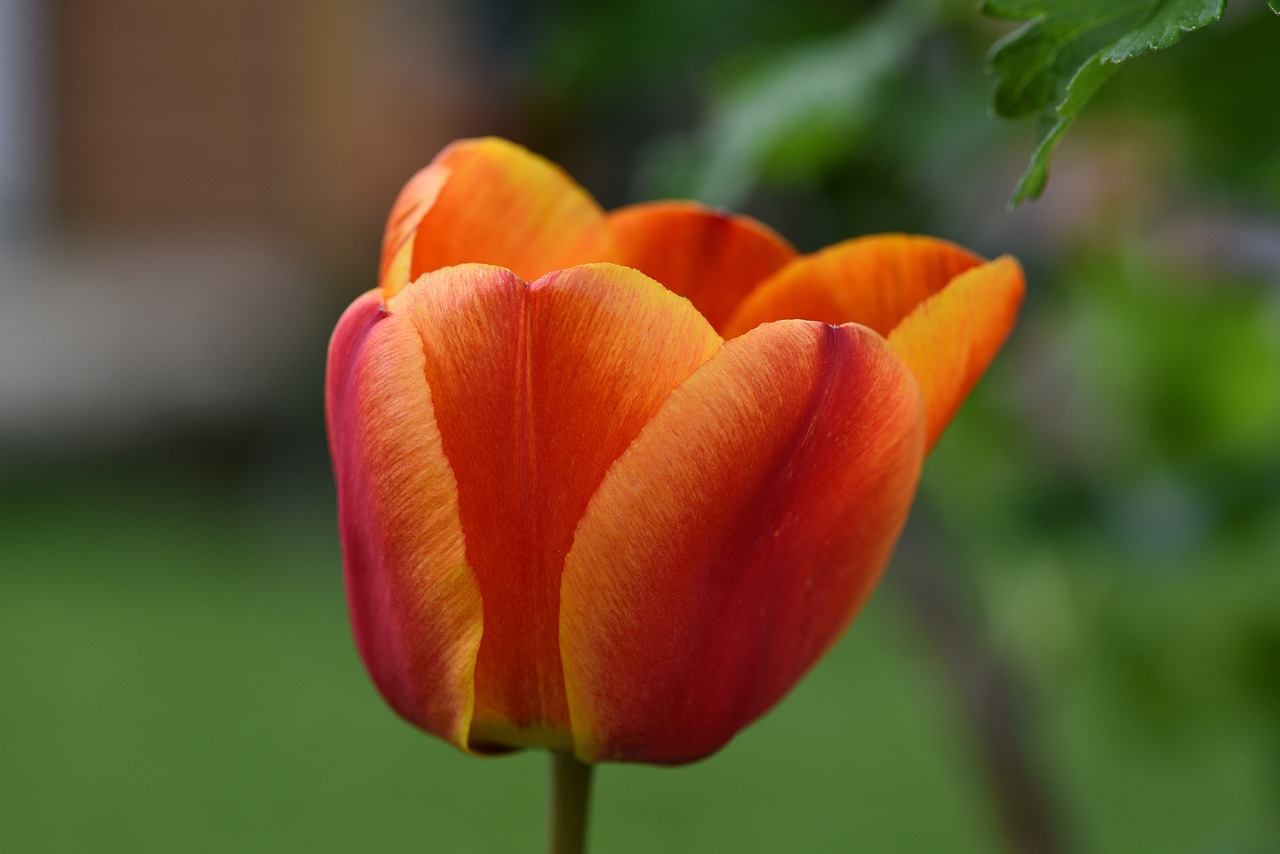 tulip flower schnittblume free photo