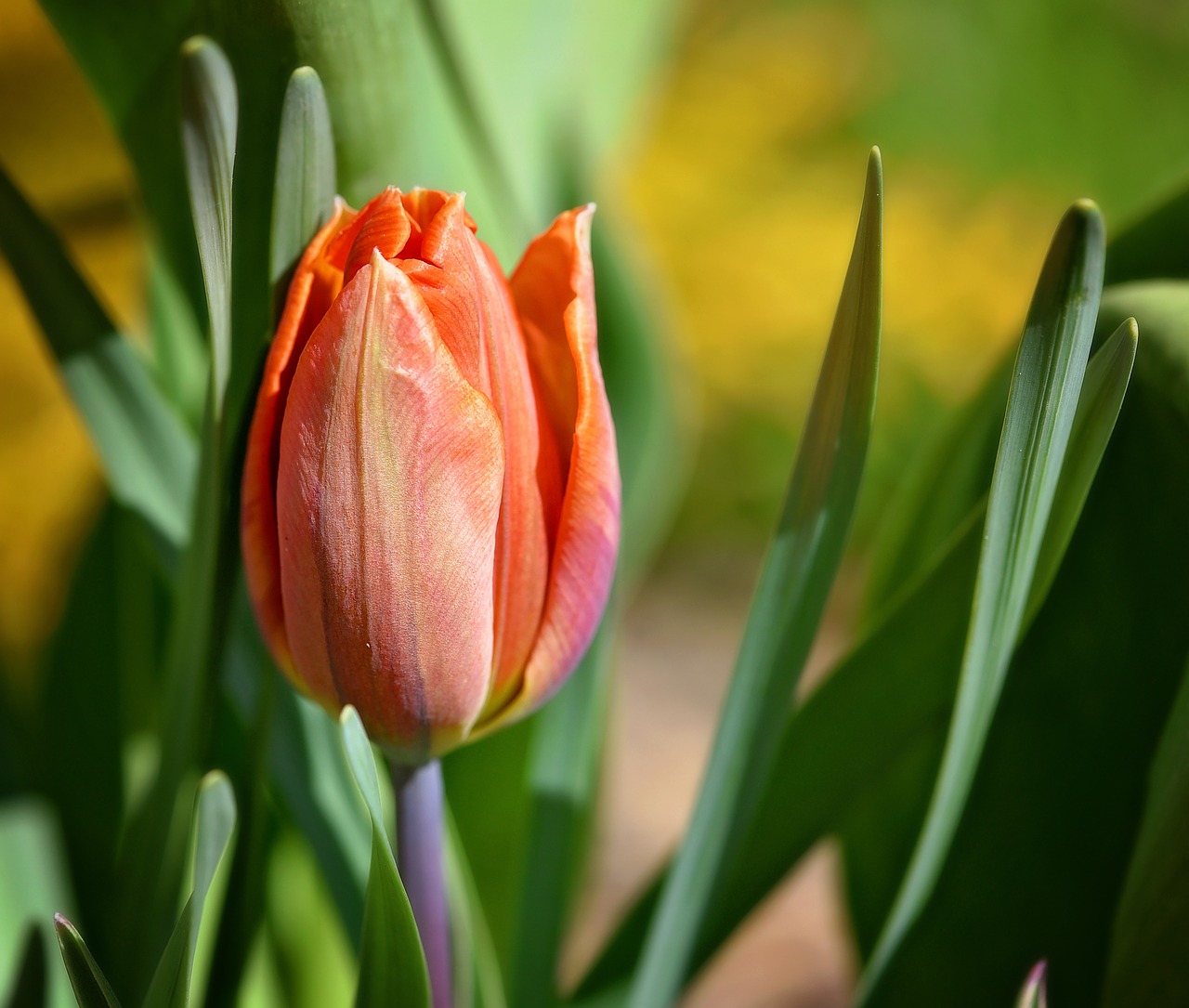 tulip orange blossom free photo