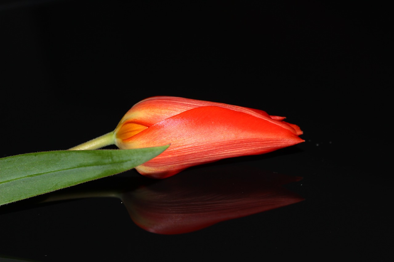 tulip flower beauty free photo