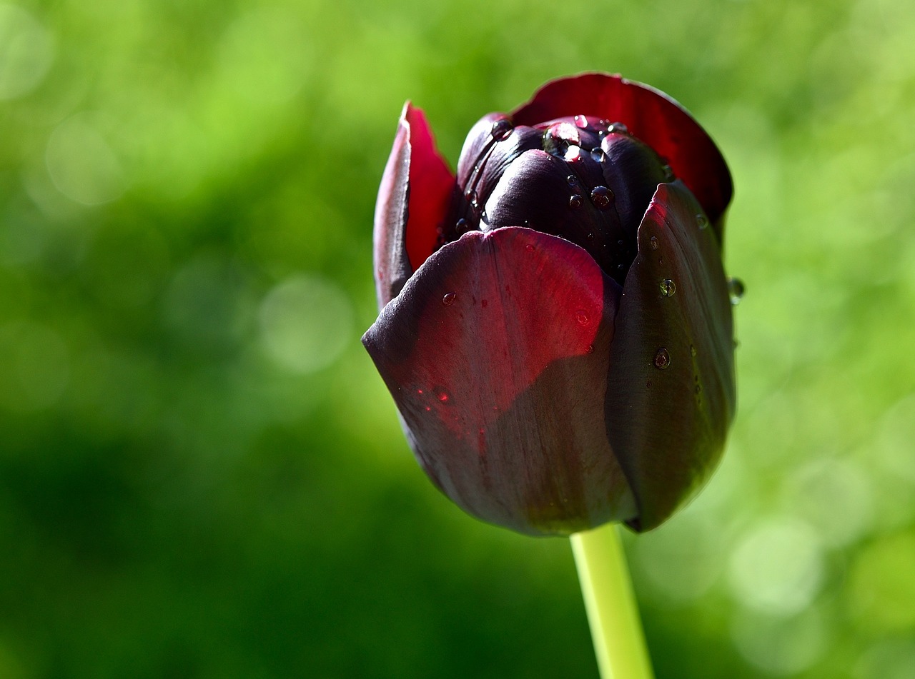 tulip flower schnittblume free photo