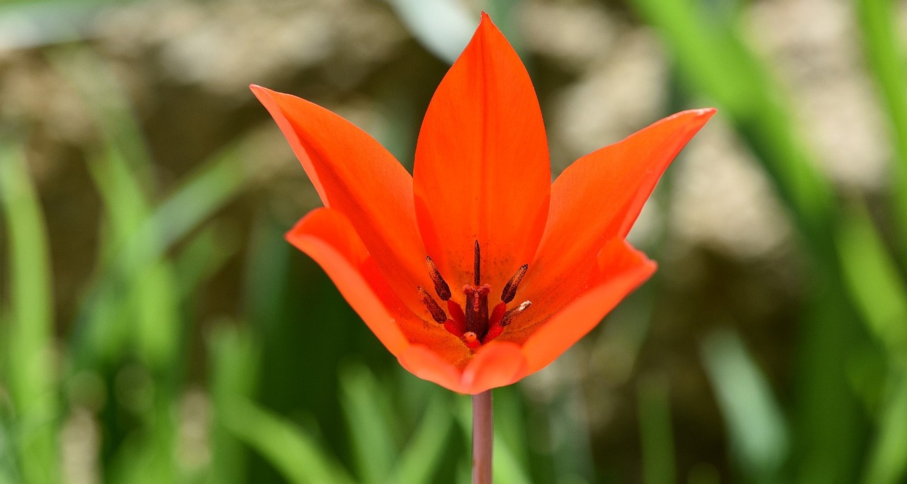 tulip star tulip spring flower free photo