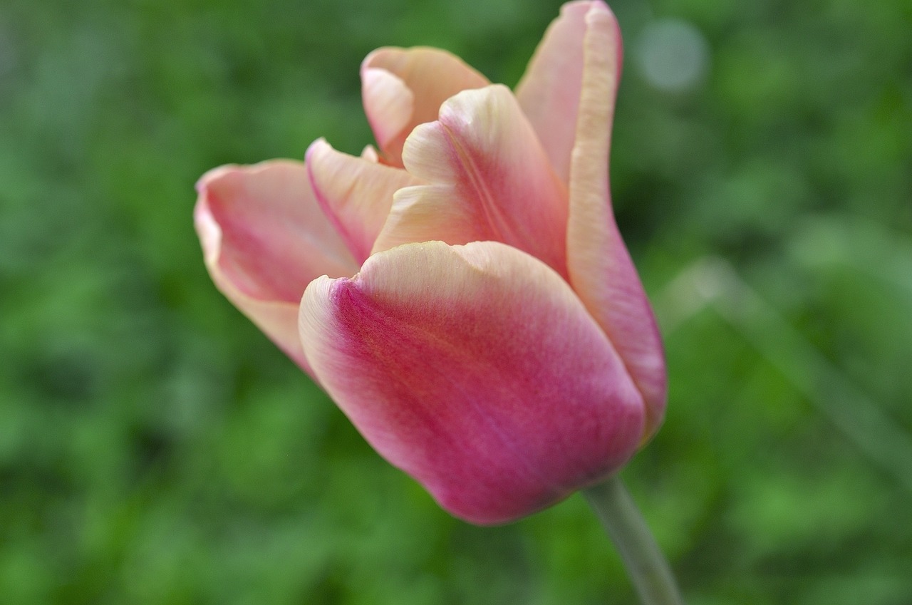 tulip flower pink free photo