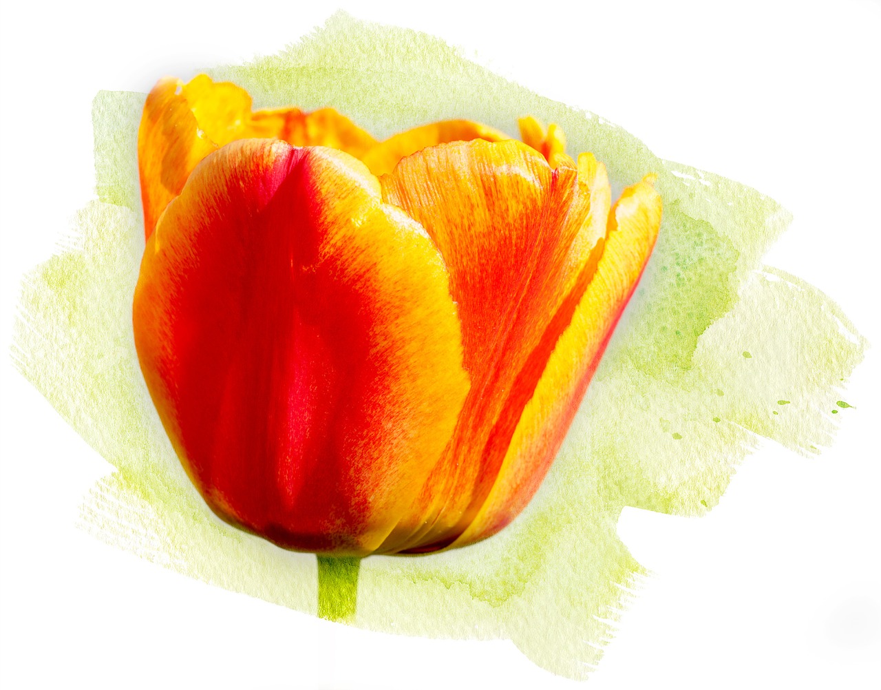 tulip flower spring flower free photo