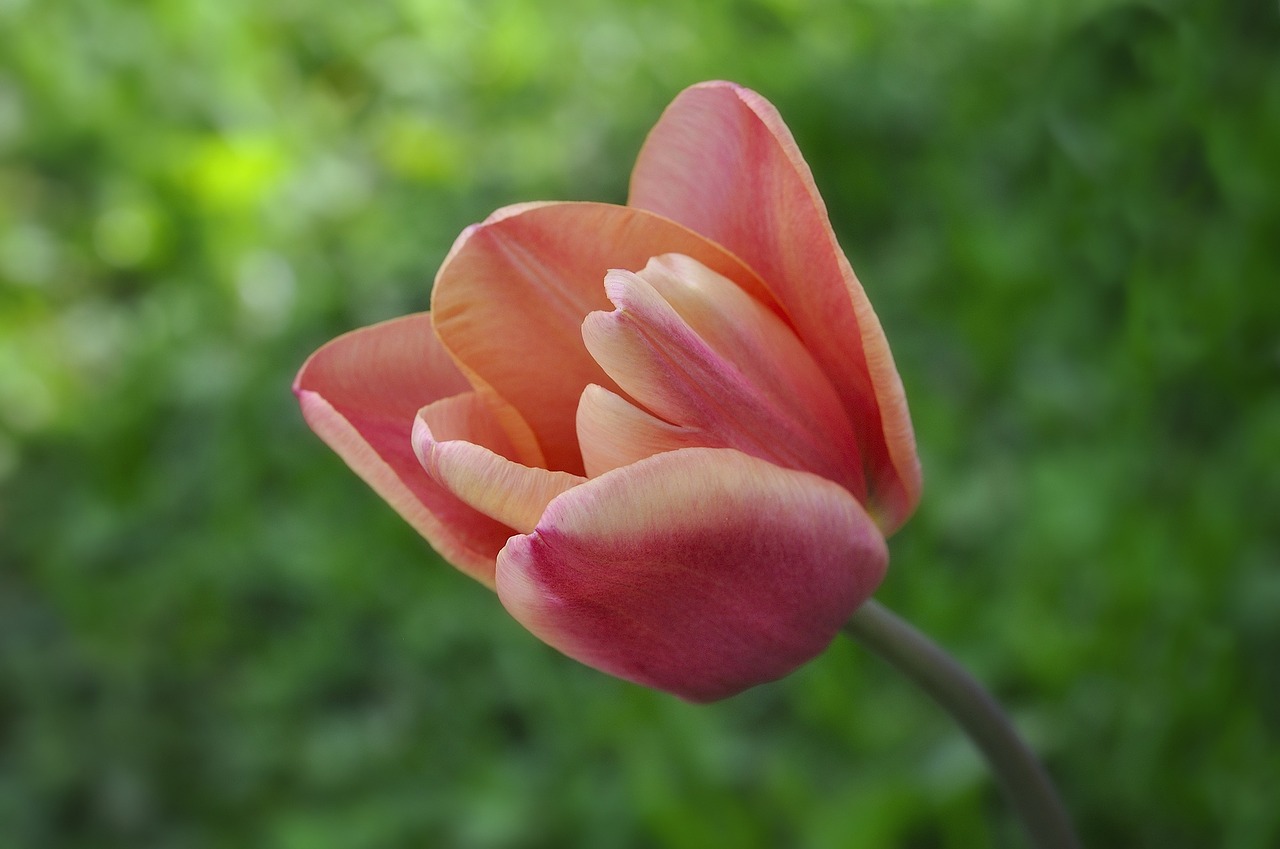 tulip flower schnittblume free photo