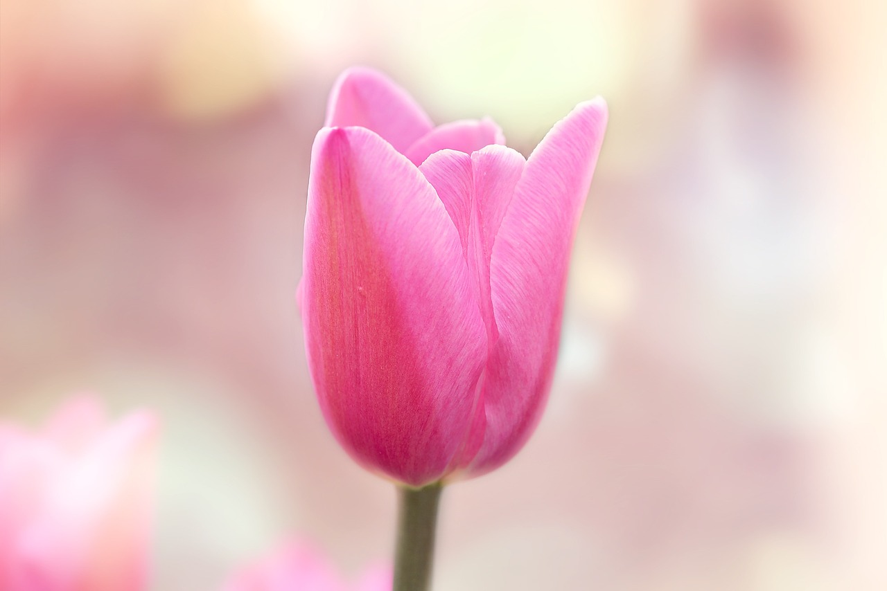 tulip flower blossom free photo