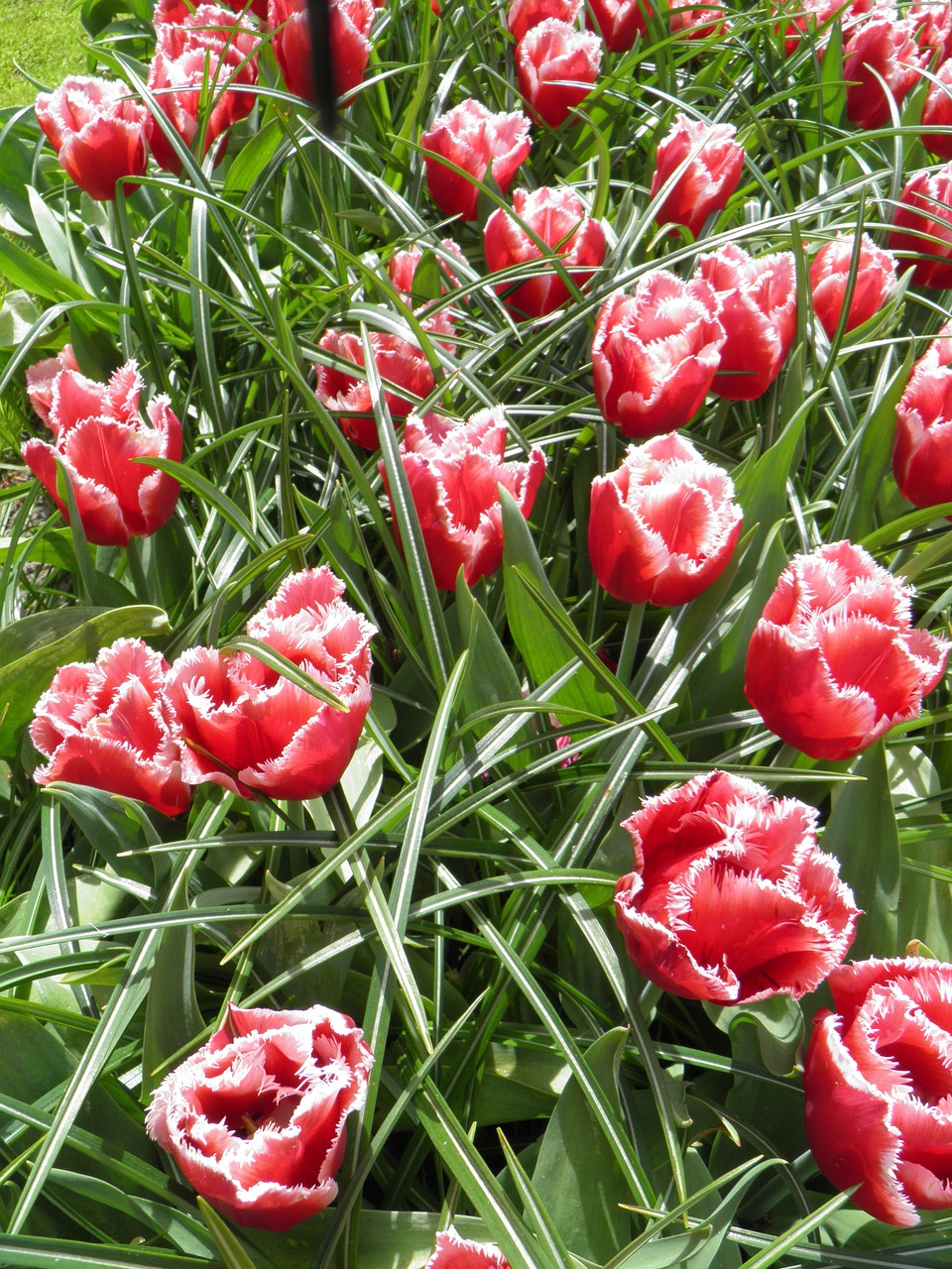 tulip park tulips free photo