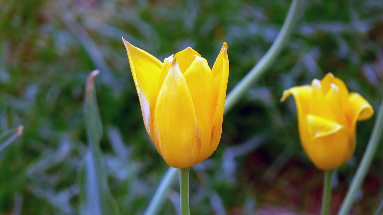 tulip flowers spring free photo