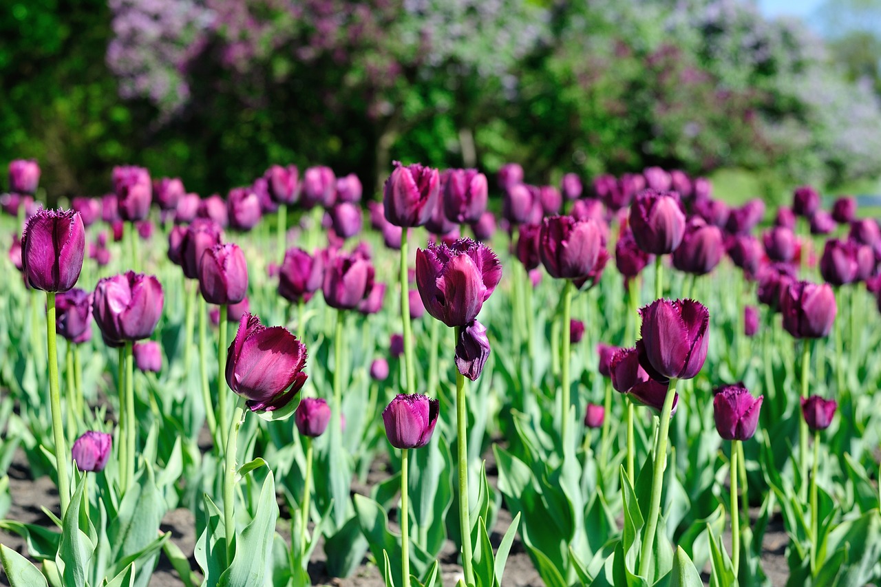 tulip flowers nature free photo