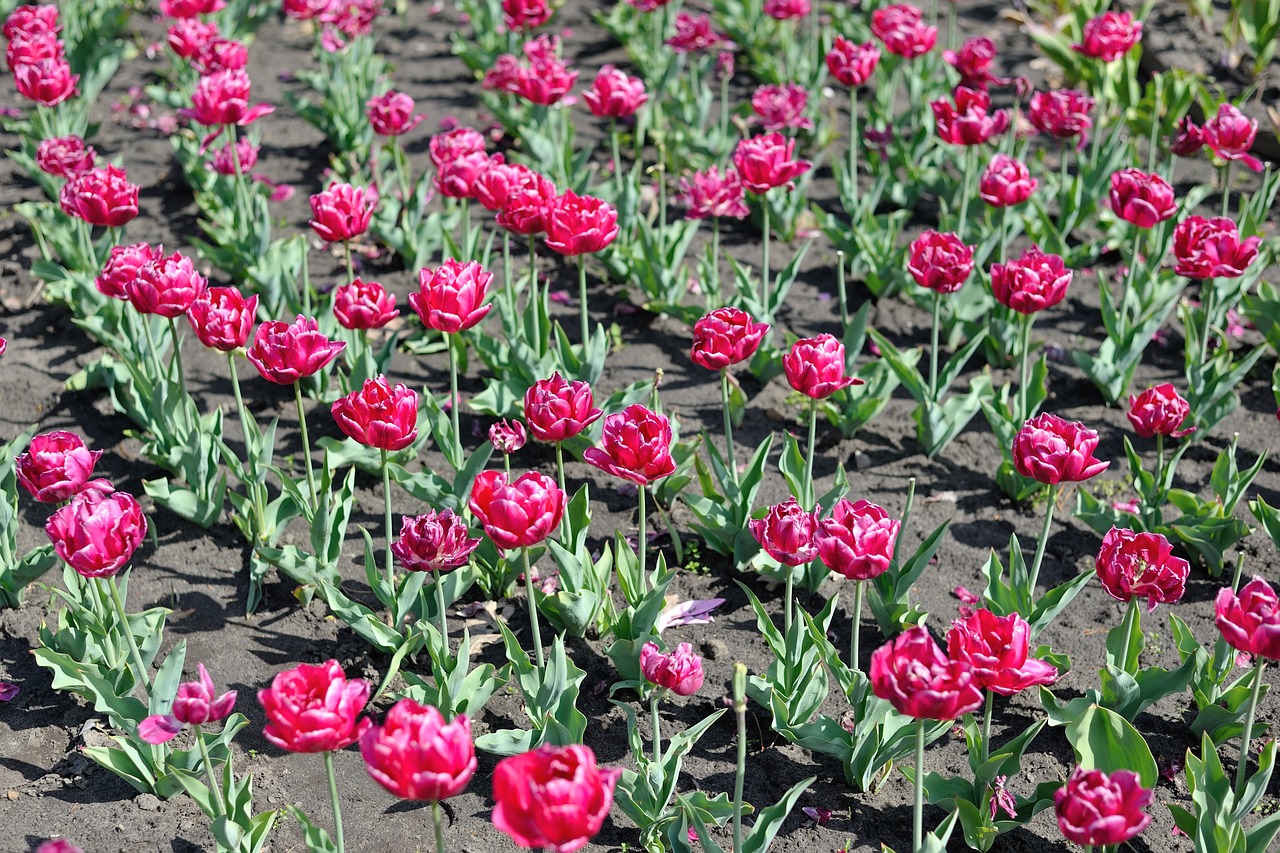 tulip flowers nature free photo