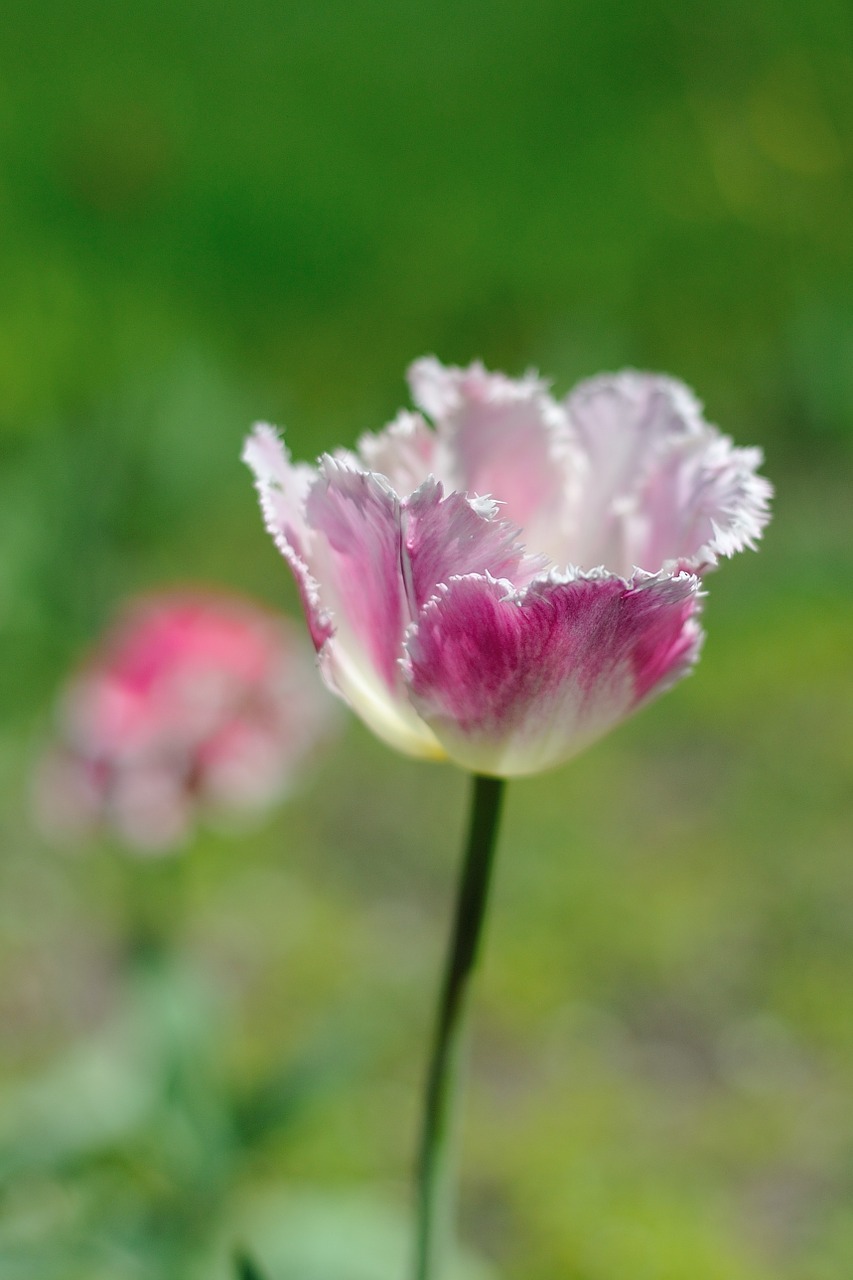 tulip flower flowers free photo