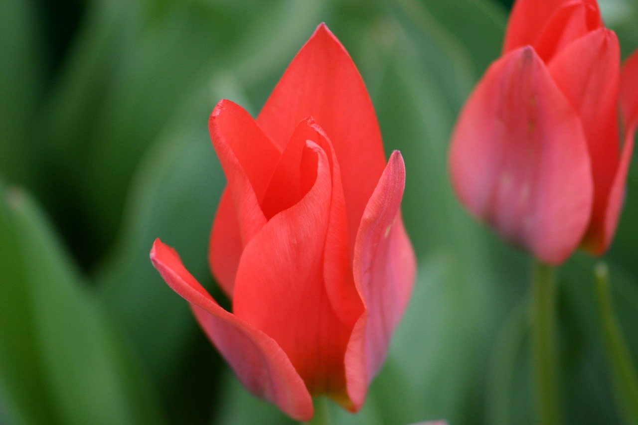 tulip plant nature free photo
