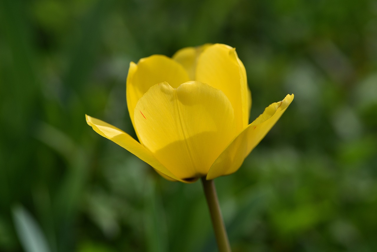 tulip flower yellow free photo