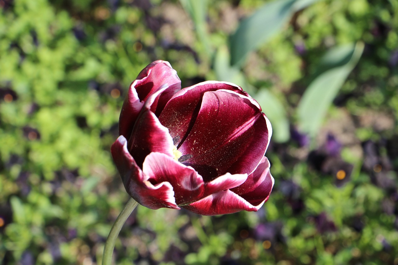 tulip flowers nature free photo