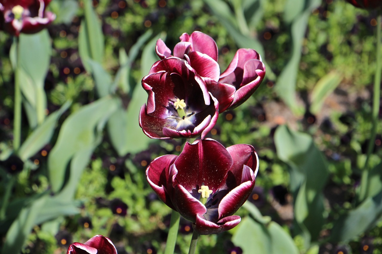 tulip flowers nature free photo