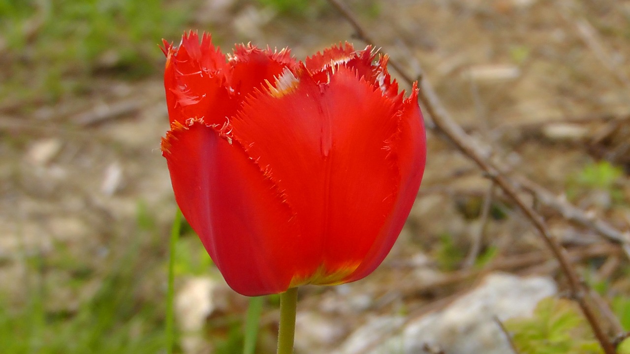 tulip blossom bloom free photo