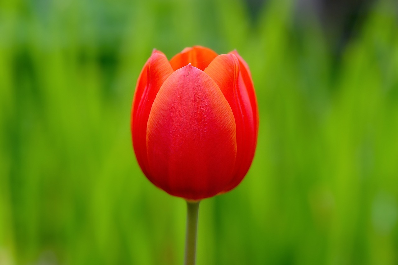 tulip flower blossom free photo