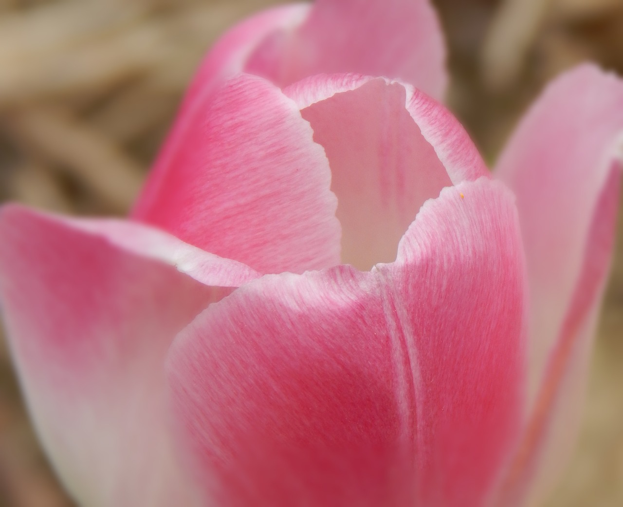 tulip flower pink free photo