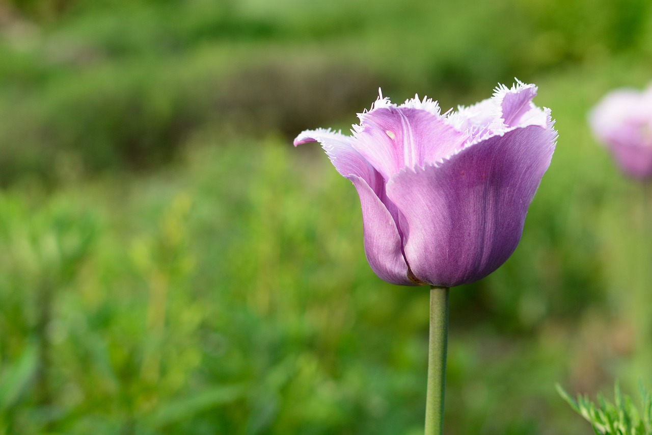 tulip blossom bloom free photo