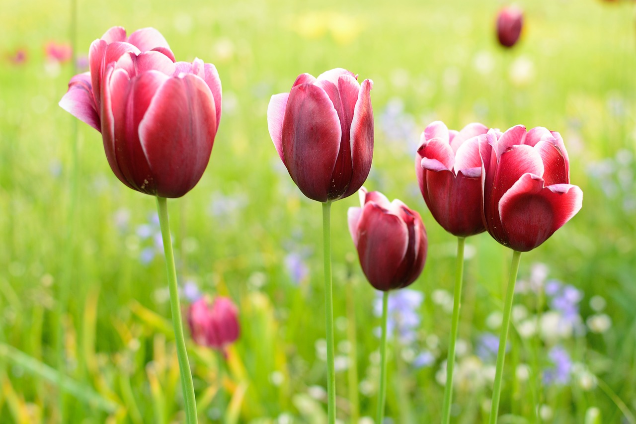 tulip blossom bloom free photo