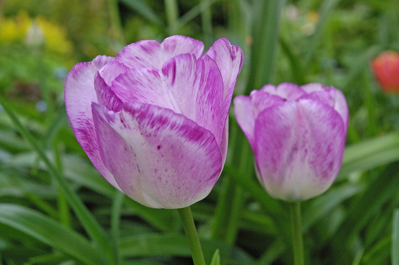 tulip tulips flower free photo