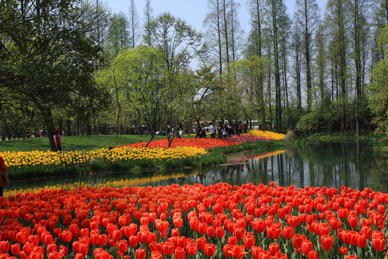 tulip the scenery spring free photo