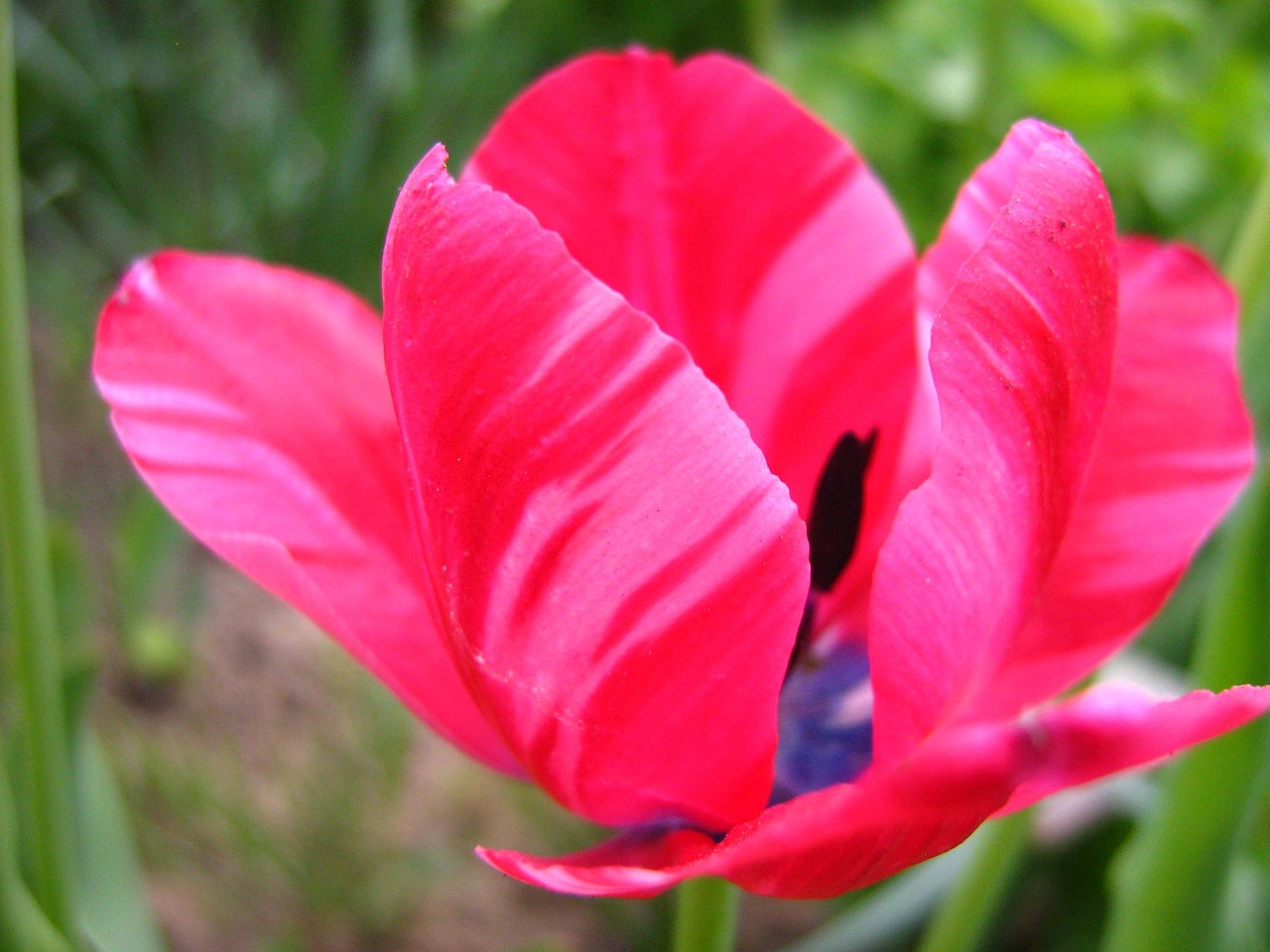 tulip pistil garden free photo