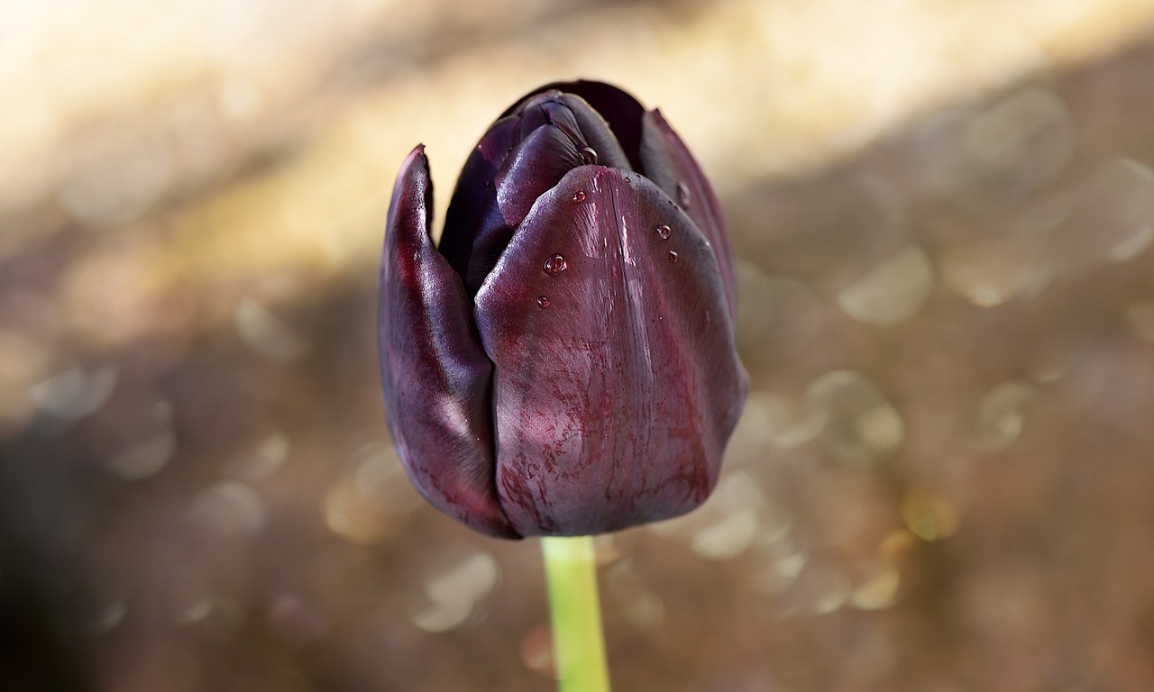 tulip flower blossom free photo