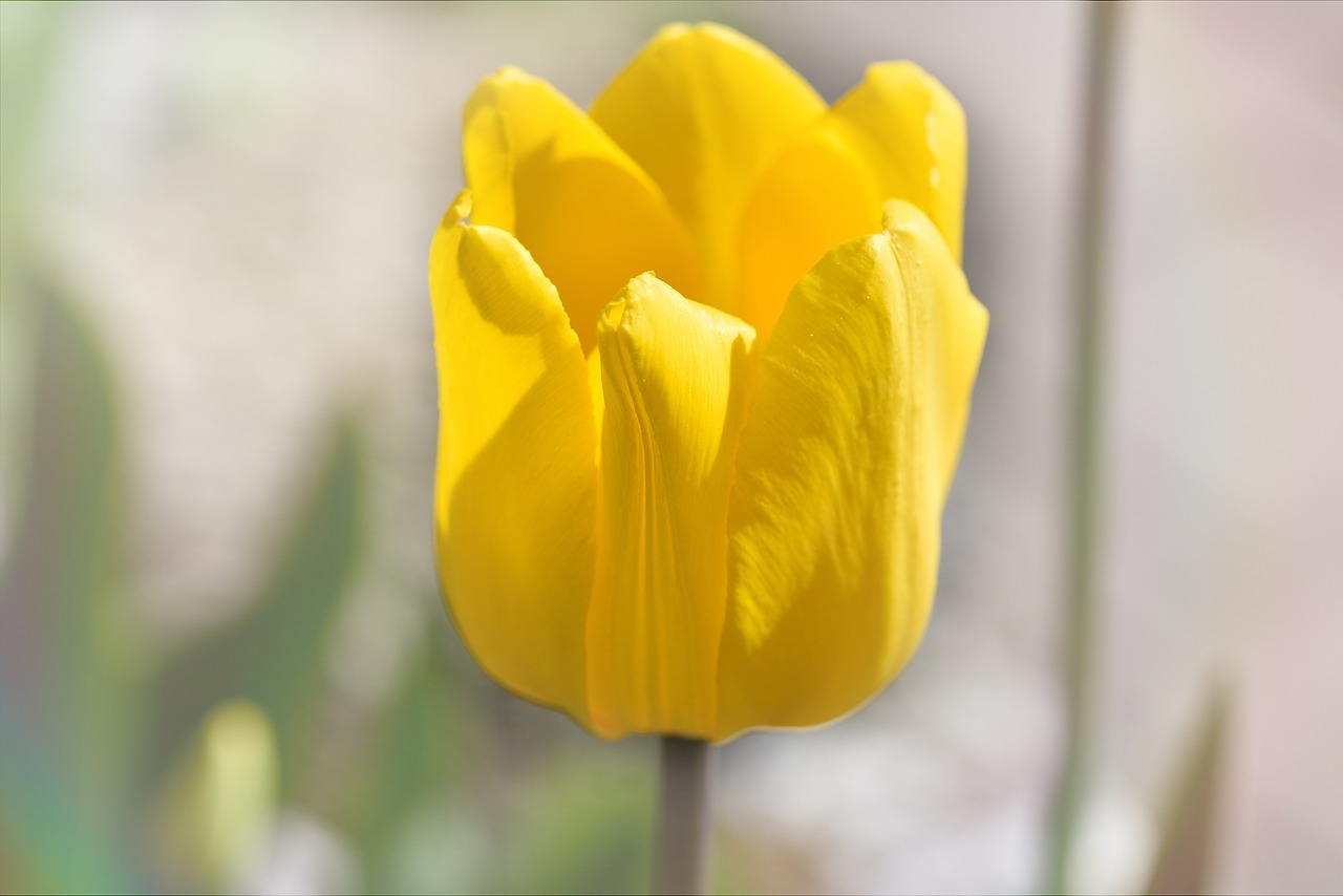 tulip flower blossom free photo