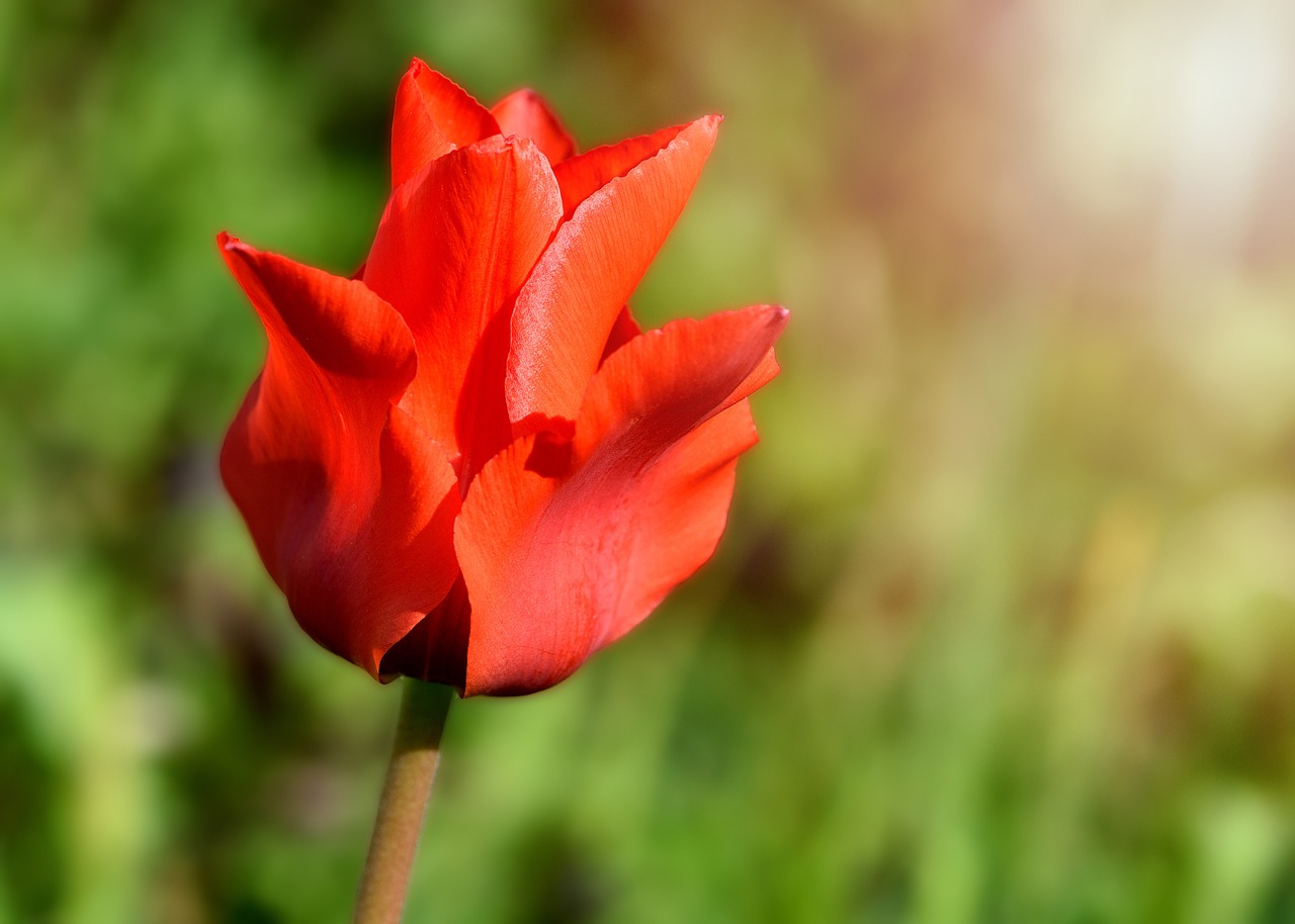 tulip flower blossom free photo