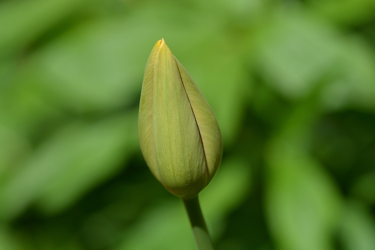 tulip flower closed free photo