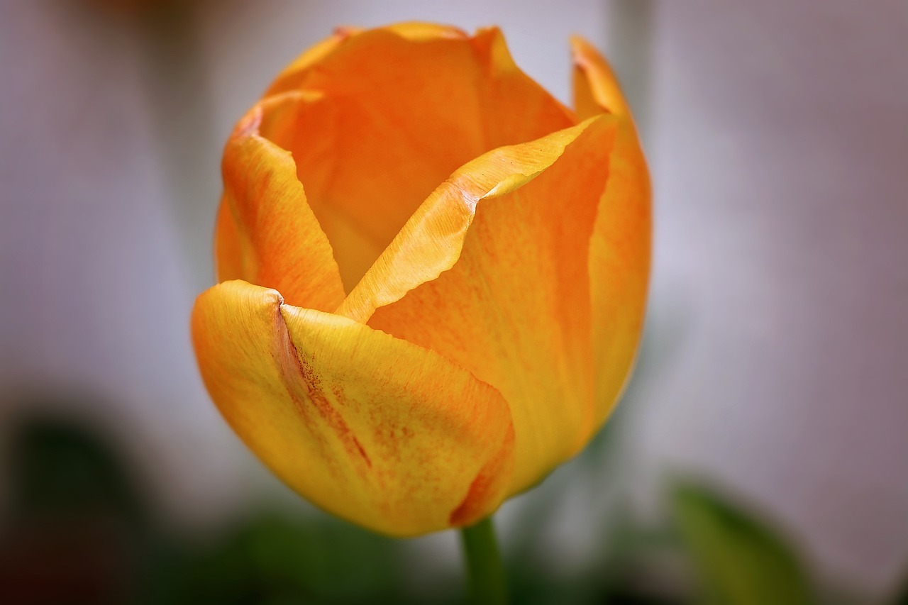 tulip flower orange free photo