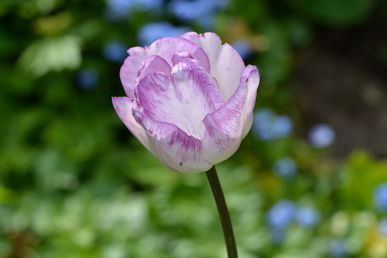 tulip flower blossom free photo